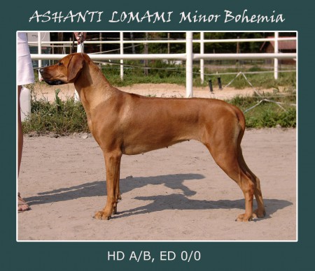 ASHANTI LOMAMI Minor Bohemia - rtg ED 0/0, HD A/B